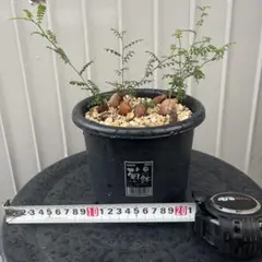 オペルクリカリア パキプス　タンク挿し　鉢植えのサムネイル