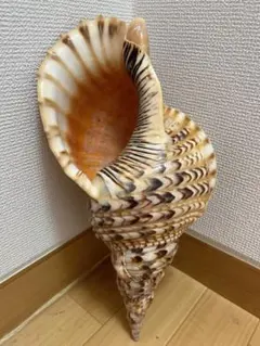 2026年最新】法螺貝の人気アイテム - メルカリ