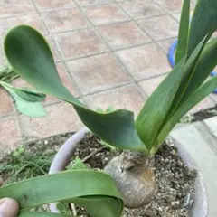 キルタンサス　オブリクス　巻きの強いクローン　球根一つ 2025年最新】キルタンサス オブリクスの人気アイテム - メルカリ