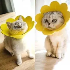 Item thumbnail for item 9e9e5d3d-7d7b-4ff7-a6aa-26273375f076