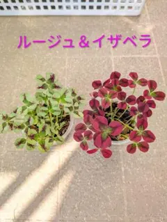 ⚠️みきんきん様 リクエスト 2点 まとめ商品⚠️