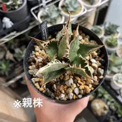 2025年最新】シエラミクスティカの人気アイテム - メルカリ