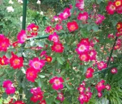 2025年最新】希少バラ苗の人気アイテム - メルカリ