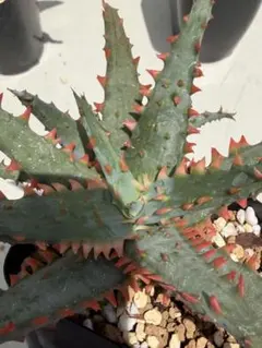 アロエ ハイブリッド Aloe hybrid 第四種 JLー23 - メルカリ