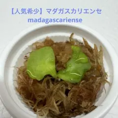 【人気希少】マダガスカリエンセ madagascarienseのサムネイル