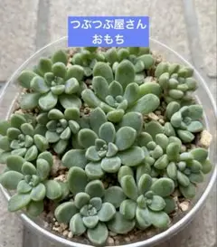 つぶつぶ屋✡️もりもり ももも✡️ 大群生 カトー交配 多肉 抜苗 つぶー 寄植 つぶつぶ屋✡️もりもり ももも✡️ 大群生 カトー交配 多肉 抜