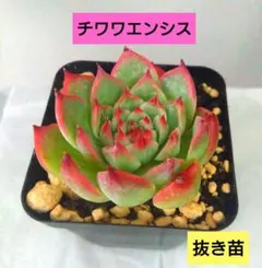 くぅー様 リクエスト 3点 まとめ商品