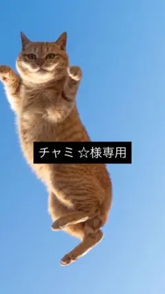 レギュラーカラーシャツ【SAN SeLF】のサムネイル