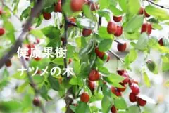 健康果樹　一才ナツメの木　ポット発送リンゴのような味のサムネイル