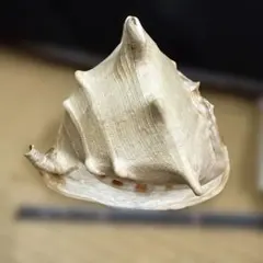 トウカムリガイ　唐冠貝　大型貝殻　幅27cm　マリン雑貨　インテリア　天然物 トウカムリガイ 唐冠貝 大型貝殻 幅27cm マリン雑貨 インテリア 天然物