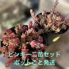 usa♡♡♡♡♡様 リクエスト 2点 まとめ商品