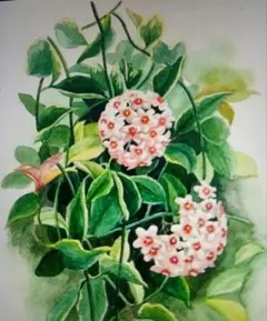 2025年最新】サクララン 苗の人気アイテム - メルカリ