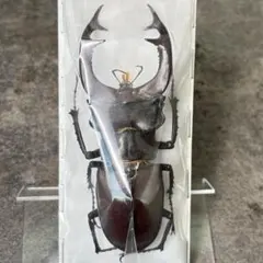 2025年最新】ヨーロッパミヤマ 標本の人気アイテム - メルカリ