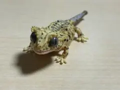 Item thumbnail for item 2e66473a-8bb7-4dbc-890e-abeef8129ffd