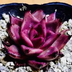 綾鷹様 リクエスト 4点 まとめ商品