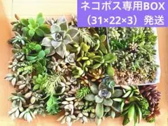 多肉植物　カット苗　複数種類