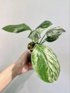 chii様 スキンダプサス スーパースター - メルカリ