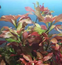 メルカリ便 ○アラグアイアパープルバコパ水中葉1本 水草 ADA 水槽 