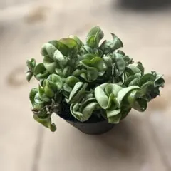 2026年最新】ホヤ 植物の人気アイテム - メルカリ