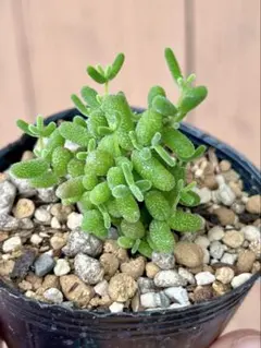 韓国苗 多肉植物 ドロサンテマム 蜜橘 抜き苗のサムネイル