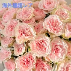 バラ レア 超大苗 庭断捨離 - メルカリ