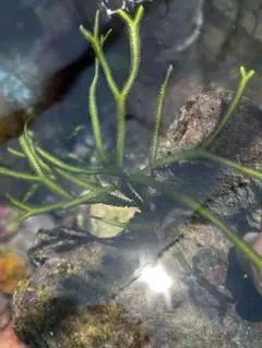 特価　xyris sp red水中葉子株1株　水草　ADA　水槽 メルカリ便 xyris sp red水中葉1株 水草 ADA 水槽 - メルカリ