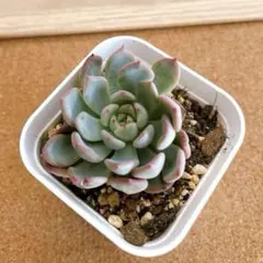 2025年最新】miya苗の人気アイテム - メルカリ