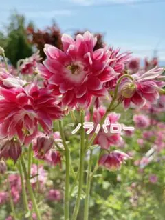 アロカシア ハートバルーン ピンク斑入り （整理番号031） - メルカリ