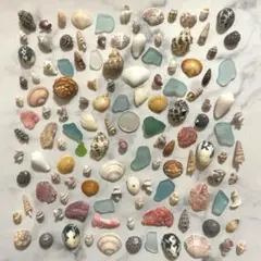 No.29 貝殻 二枚貝 シーグラス ハンドメイド素材 ビーチコーミング