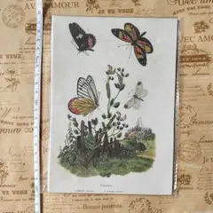 2026年最新】転写紙 ヴィンテージの人気アイテム - メルカリ