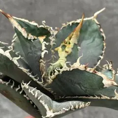 2025年最新】アガベ金剛の人気アイテム - メルカリ