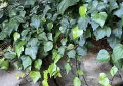 2025年最新】オカメヅタの人気アイテム - メルカリ