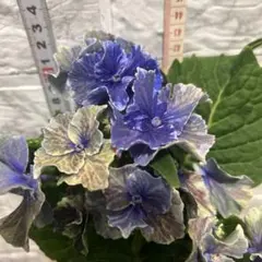 宿根草【最新受賞品種】紫陽花『アークティクサークル』蕾いっぱい【7