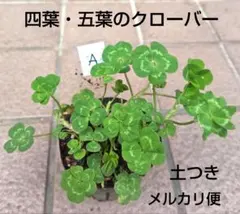 k-wolf様 リクエスト 3点 まとめ商品