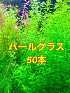 【水中葉】パールグラス50本　※スネールいませんのサムネイル