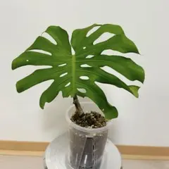 モンステラ 4号クリア鉢付のサムネイル