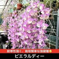 user_f53fec8b様 リクエスト 2点 まとめ商品