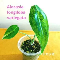 4.5寸アーチ仕立て メルカリ便(匿名)発送 - メルカリ