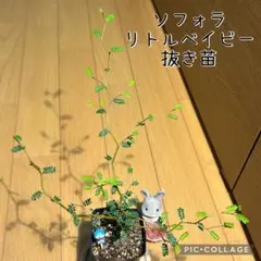 JackRad様 リクエスト 3点 まとめ商品