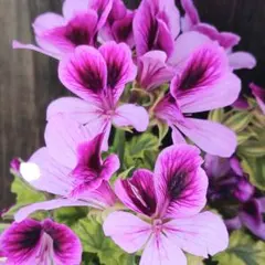 【育てやすい植物】　ペラルゴニウム斑入り ライムキッス【A】カラーリーフ　抜き苗