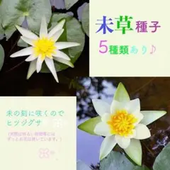 未草種子⑤１０粒 花弁細め種類 スイレン原種在来種ヒツジグサミニ姫小型睡蓮検水蓮のサムネイル