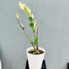 2025年最新】ザミオクルカス 斑入りの人気アイテム - メルカリ