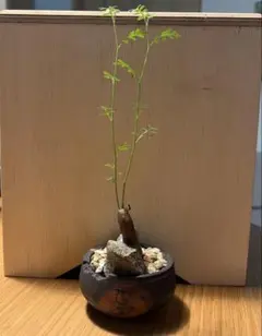 オペルクリカリア ヒファエノイデス 根挿し1年目 鉢ごとメルカリ便