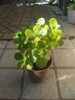 アロマティカスの苗。土の上約10センチ　健康なハーブ植物とても綺麗に育ちました❣