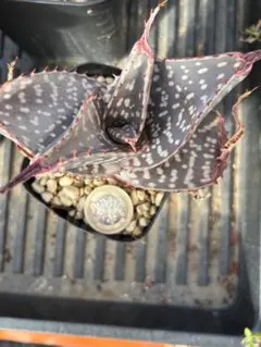 速達付き◾️アロエTCTハイブリッド'Blue Boy'【子株】大きめ第四種郵