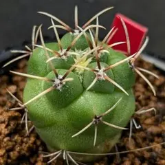 2025年最新】緋冠竜の人気アイテム - メルカリ