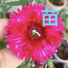 ナデシコの苗 赤色 1株 - メルカリ