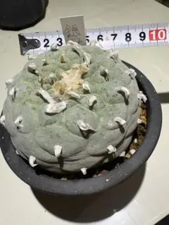 塊根植物 中型 ユーフォルビア・オベサ オールドオベサ(雌雄)特に雌 美