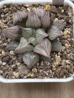 ❸多肉植物★アトロフスカミュータント★抜き苗★ハオルチアのサムネイル