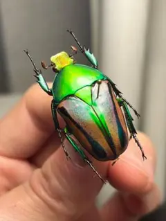 【42mm♂】フロンタリスサスマタカナブン 標本 ニジイロクワガタウグイスコガネ 42mm♂】フロンタリスサスマタカナブン 標本 ニジイロクワガタウグイス